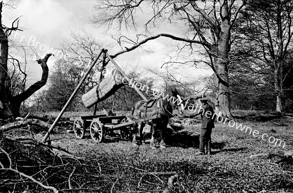 EARLY RECORDS OF FORESTRY WORK LOGGING